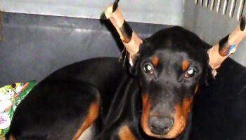 Hats for dogs with cropped outlet ears